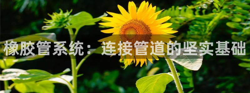 天辰娱乐的网址首页
